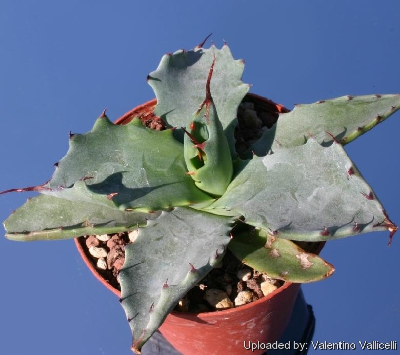 Agave durangensis