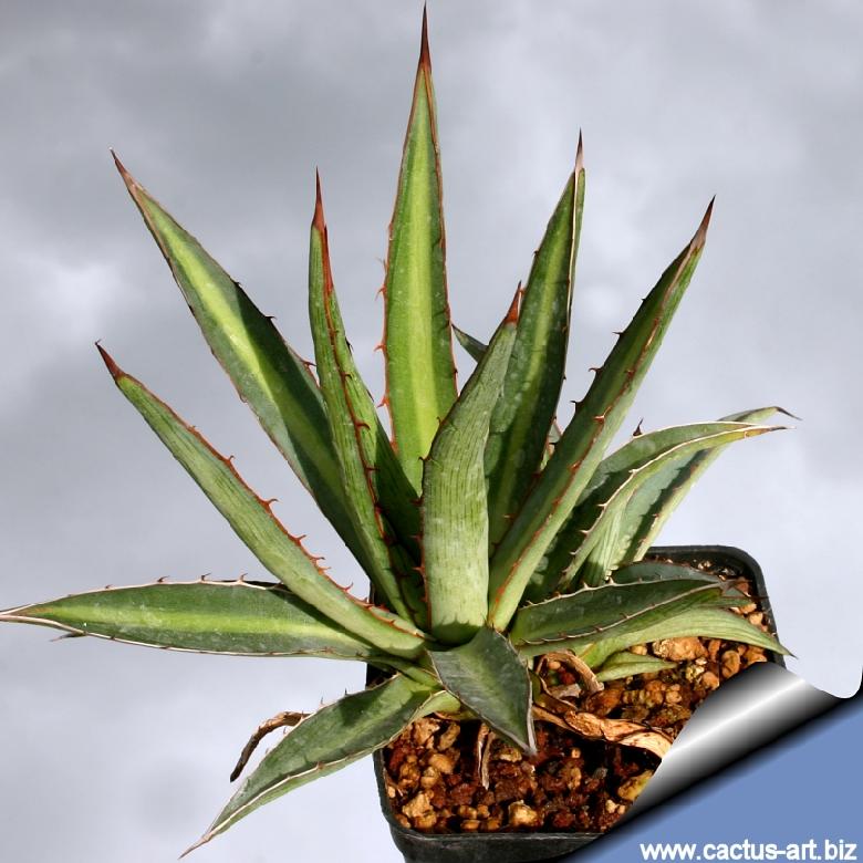 Agave funkiana ( Ixtle de Jaumave )