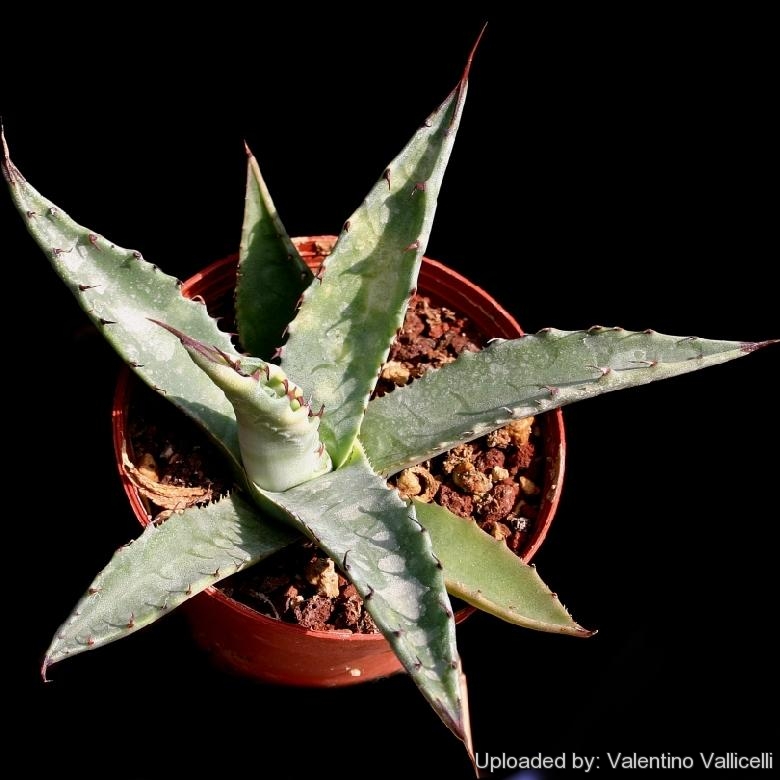 Agave macroculmis (gentryi) Carneros Coah. Mexico.