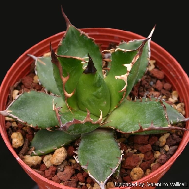 Agave horrida forma nana