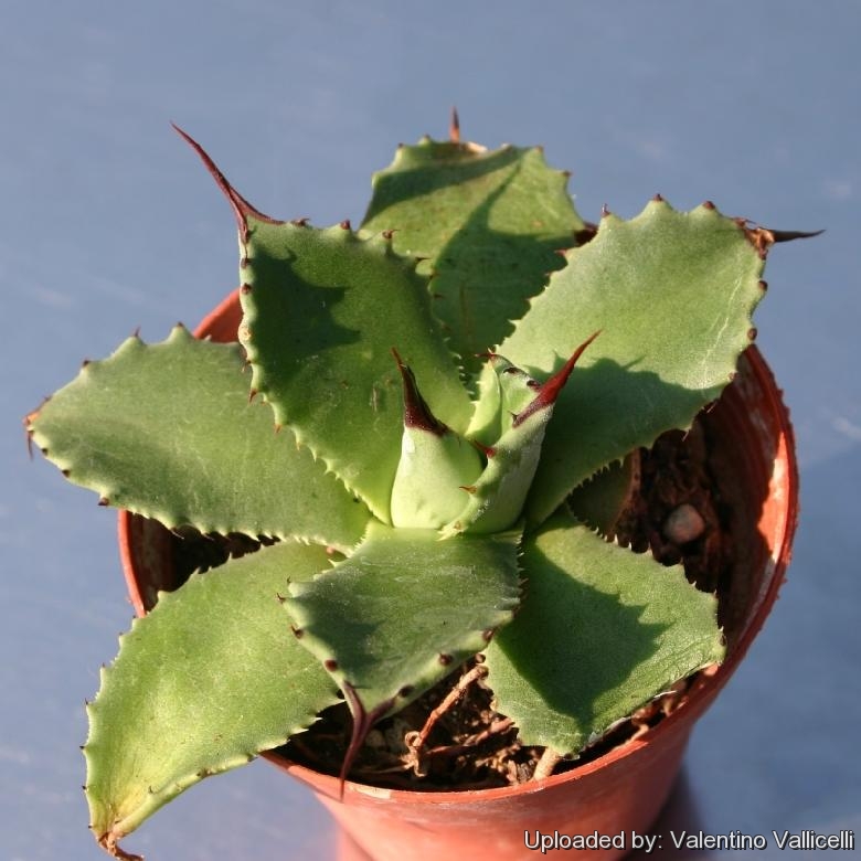 Agave hurteri