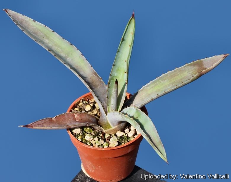 Agave karwinkii