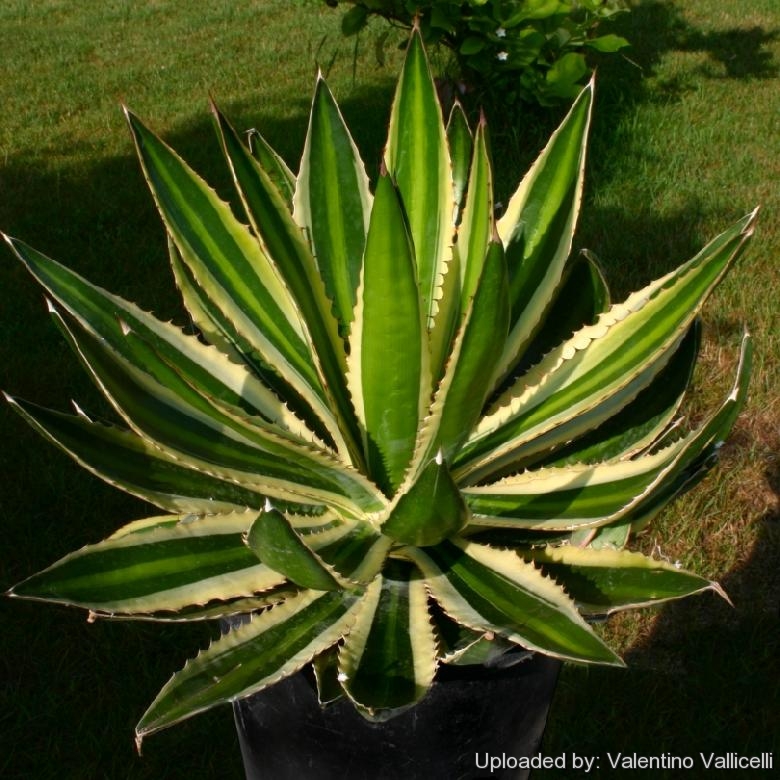 Agave lophantha ''quadricolor'' (Syn: Agave cv. GOSHIKIBANDAI)