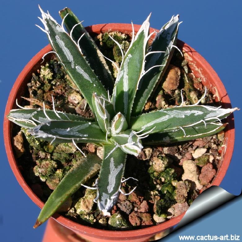 Agave parviflora ssp. parviflora (Smallflower Century Plant)