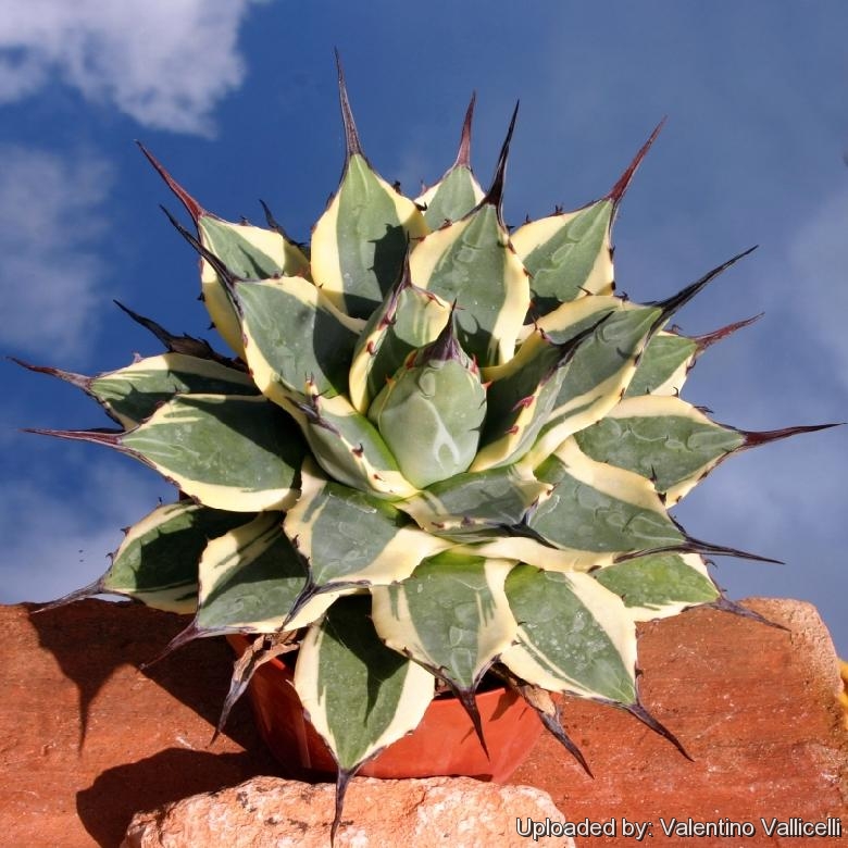 Agave applanata cv. Cream Spike (Agave patonii ''variegata'' or Agave parry cv. Merico Nishiki)