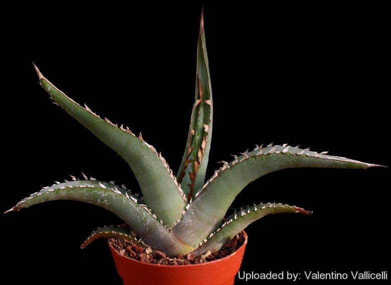 Agave peacockii Tehuacán Valley, Mexico