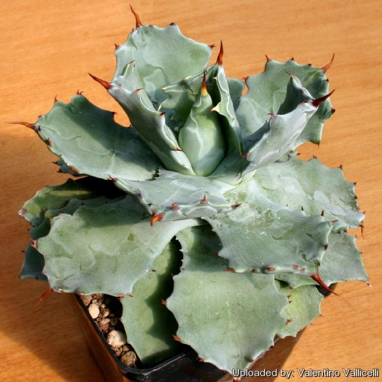 Agave verschaffeltii (A. potatorum)