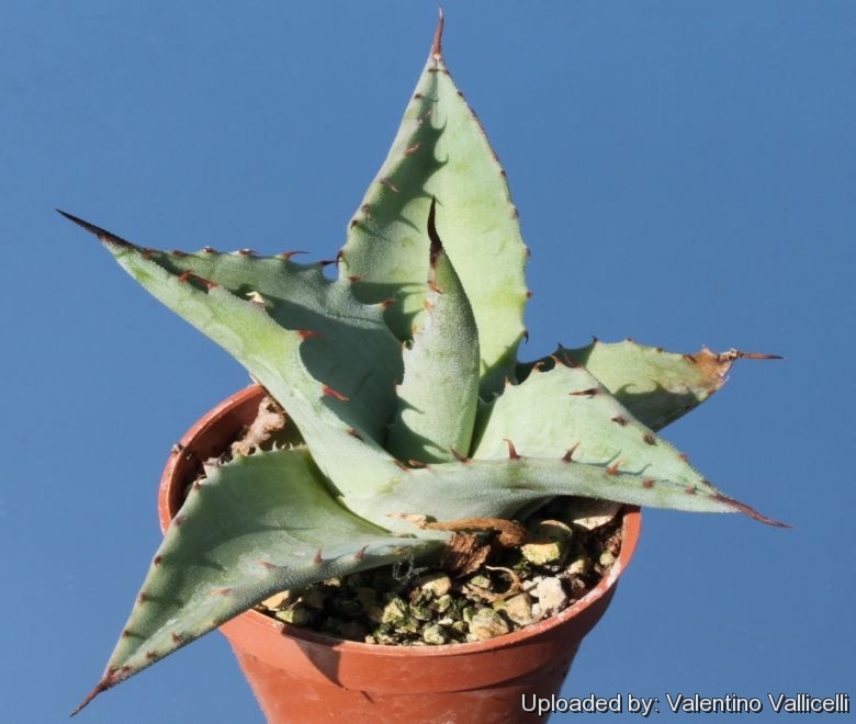 Agave vizcainosensis