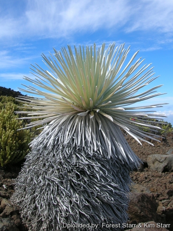 Habit on tall stalk at Kalahaku Haleakala National Park, Maui, USA (Hawaiian Is.). September 24, 2006.