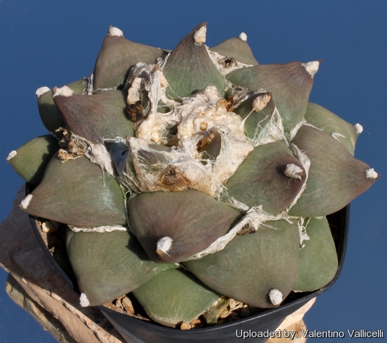 A form with large, fat tubercles (Type B - Mesa Garden)