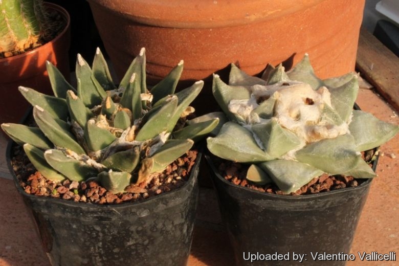 Ariocarpus retusus LH453 Las Tablas, SLP. (left) and Ariocarpus retusus SB240 Matehuala (Right)  This species is quite variable