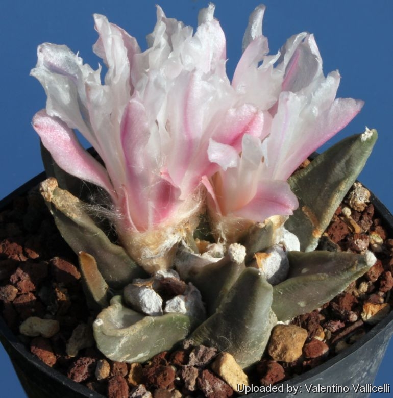 Ariocarpus retusus ''A'' (Mesa garden 33.81)