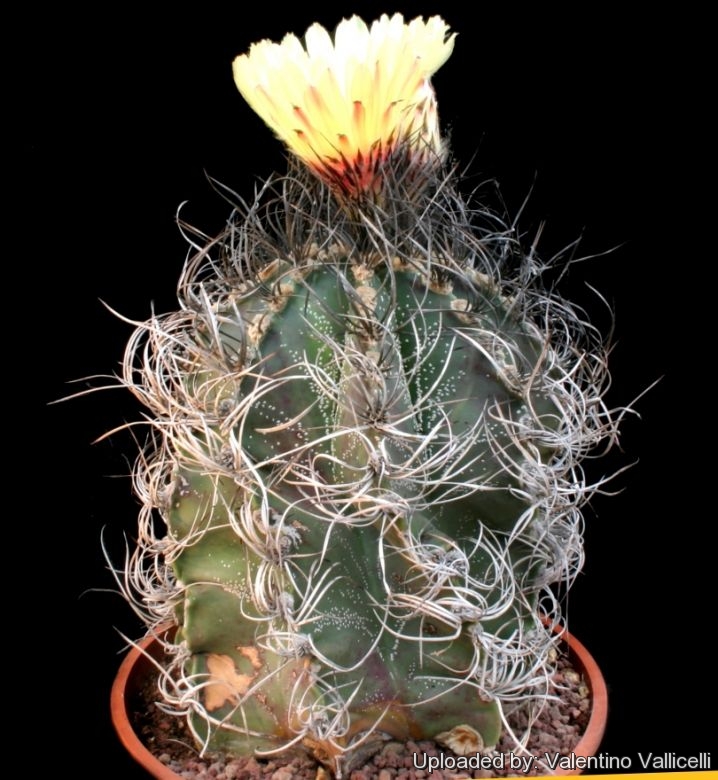 Astrophytum capricorne, a 25 years old specimen.