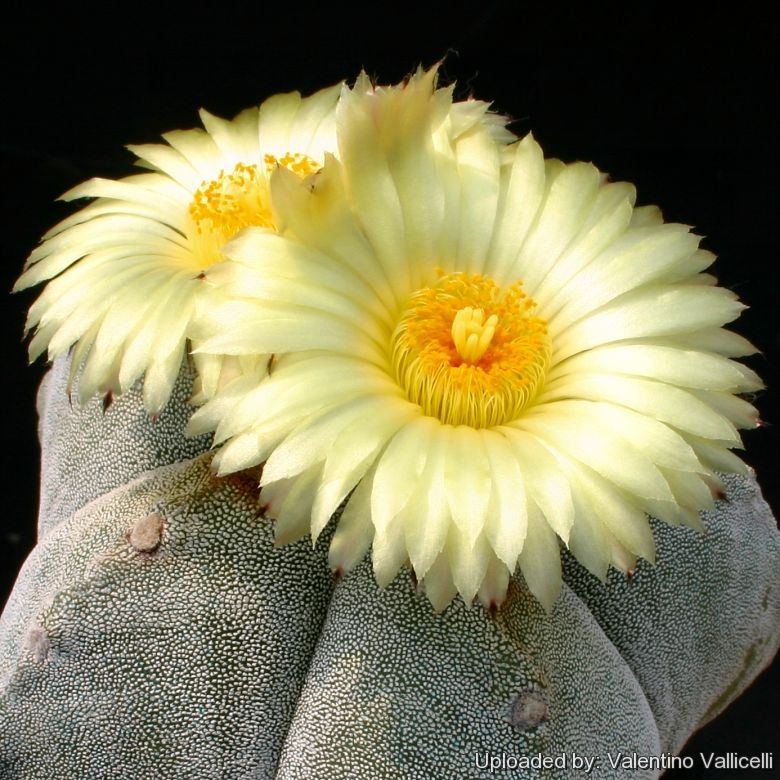 The flowers are silky yellow (never red throated)