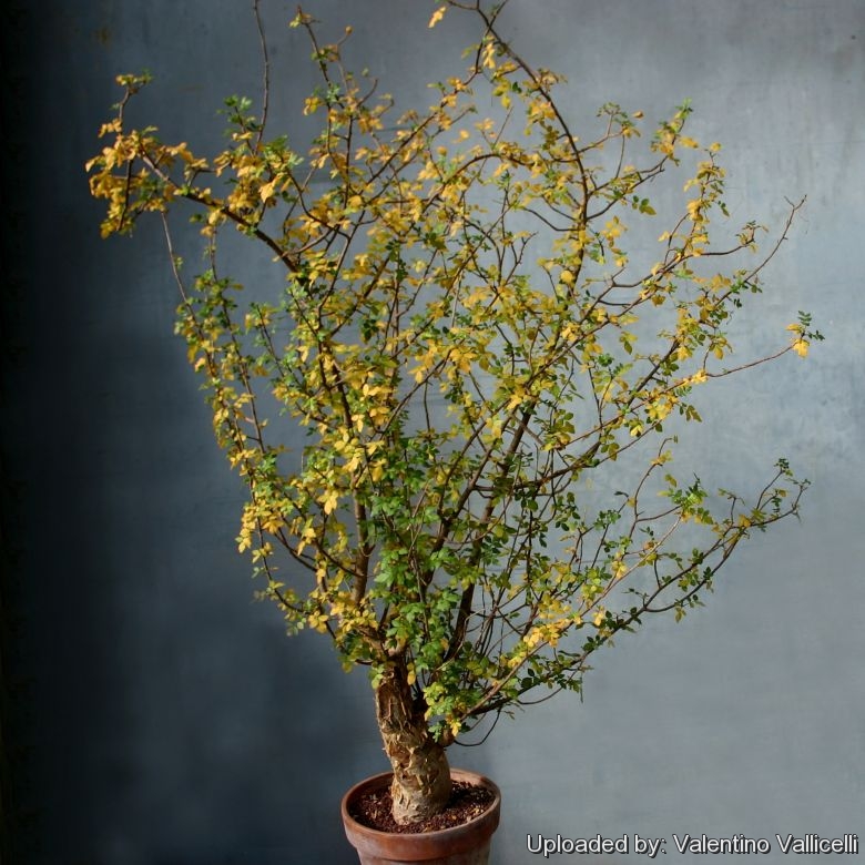 Bursera fagaroides ( Fragrant Elephant Tree )