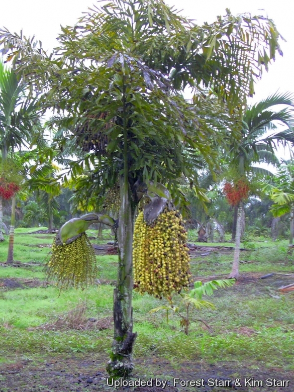 Habit at Hilo, Hawaii (USA). November 18, 2003.