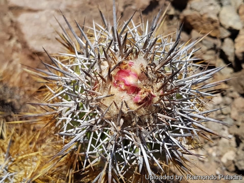 Copiapoa rupestris, Chile Jannuary 2018.