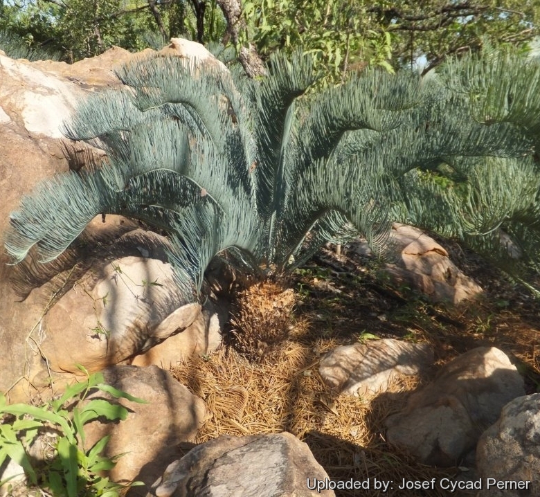 Some of the trunked specimens in the Jurassic Cycad Gardens Ex-Situ conservation collection.