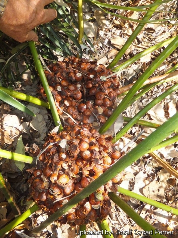 Cycad Cones in Joe's Cycad Gardens. Cycas simplicipinna female with matuere seeds.