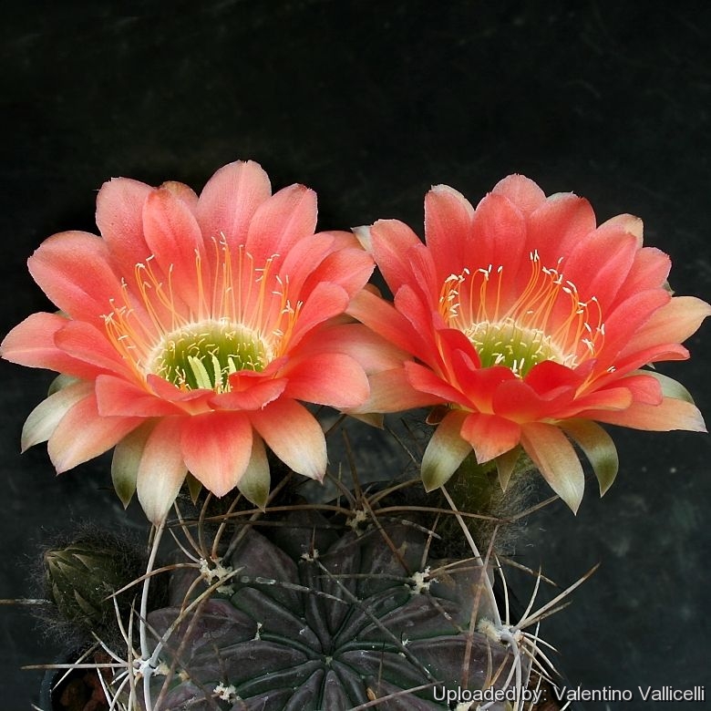 Echinopsis pentlandii