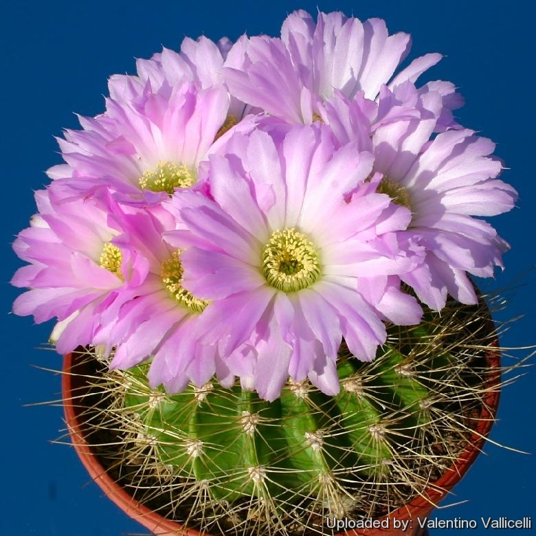 Acanthocalycium spiniflorus ''violaceum'' Field number: P110a