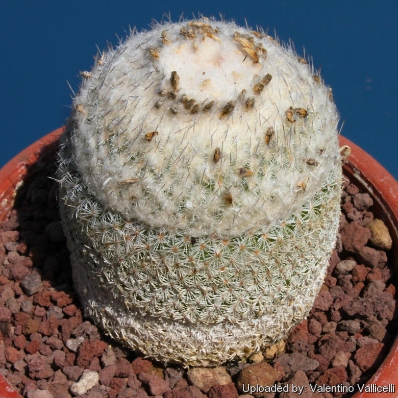 BZ58 (Collectors: Luciano Battaia, Carlo Zanovello) Huasteca Canyon, Nuevo León, Mexico