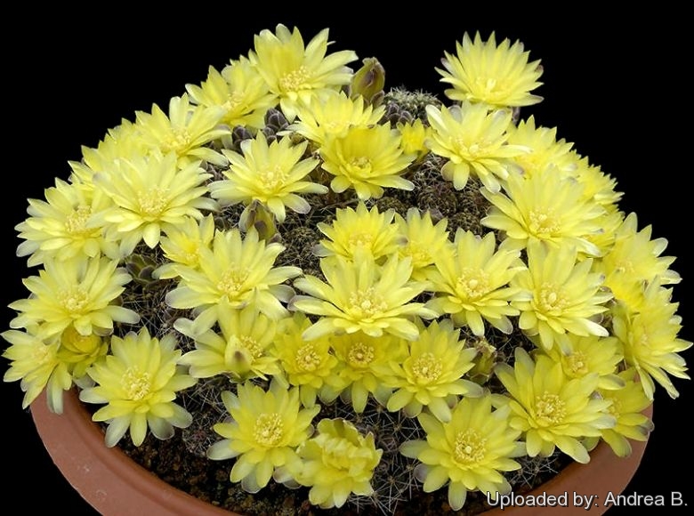 Gymnocalycium andreae