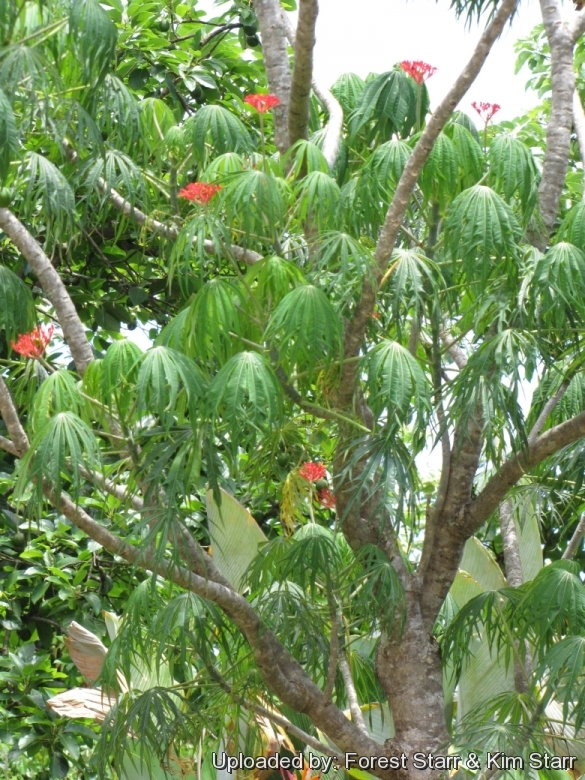 Flowers and leaves at Haiku, Maui, Hawaii (USA). June 17, 2009.