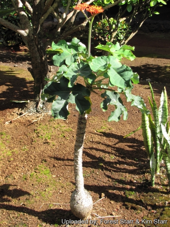 Flowering habit at Hilo Airport, Hawaii (USA). July 19, 2012.