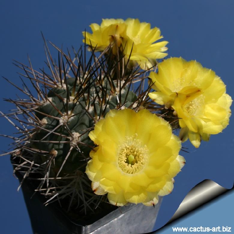 Acanthocalicium (Echinopsis) thionanthum P144 Punta de Ballasto 2100m