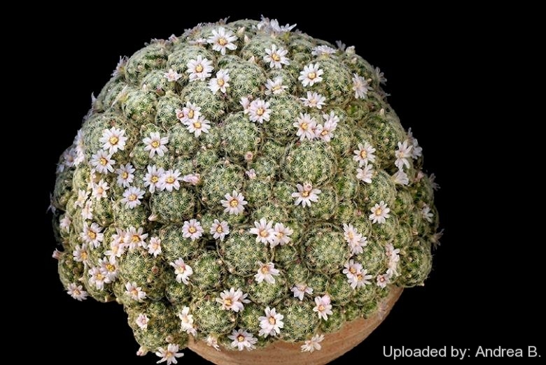 Mammillaria shiedeana ssp. giselae