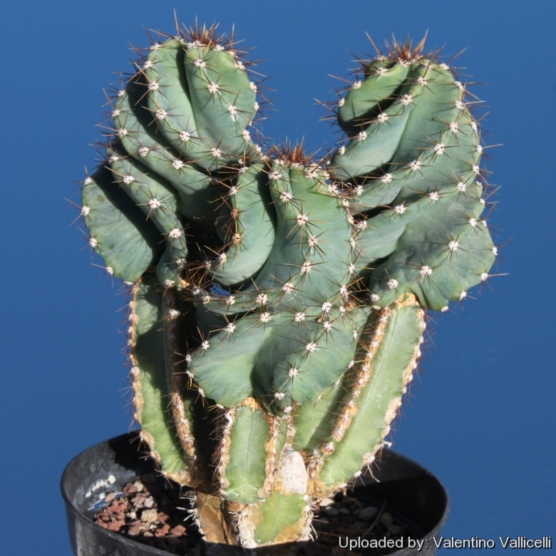 In the beginning the seedlings have ordinary straight ribs, but start to develop spirals when they reach the height of 10 cm.