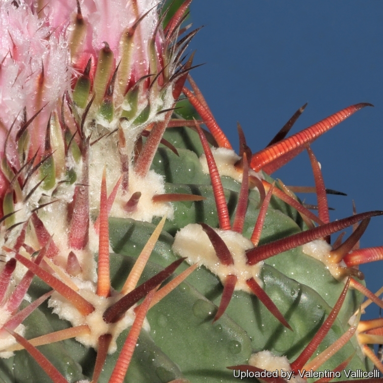 Wet spines.