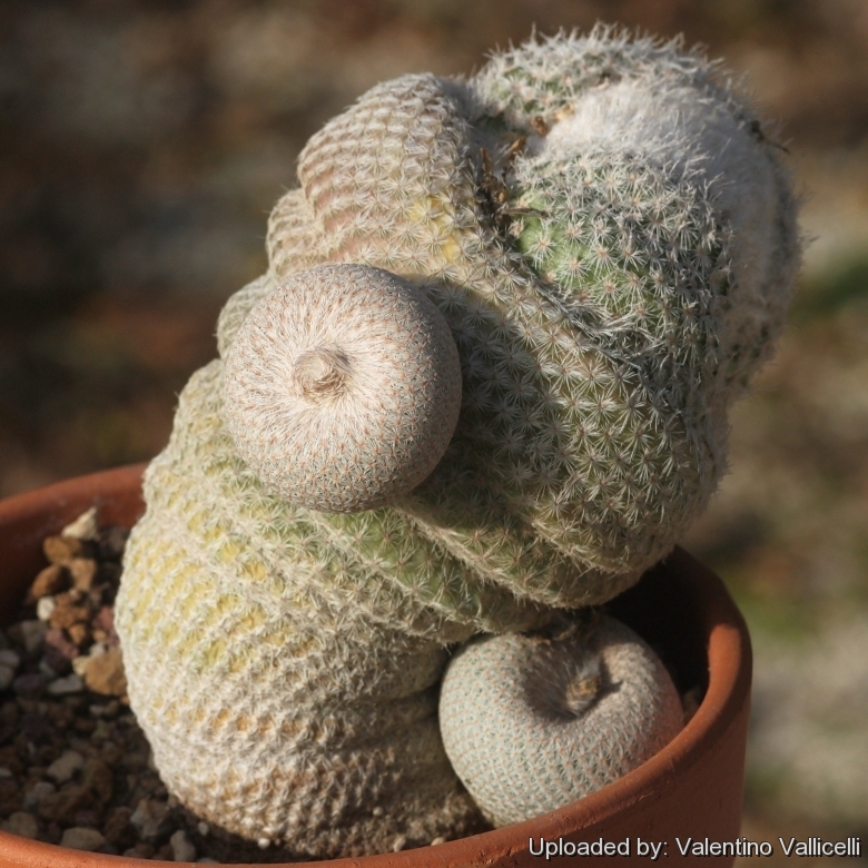 Epithelantha bokei SB845 Cuatrocienegas, Coahuila, Mexico