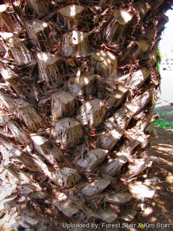 Bark at Enchanting Floral Gardens of Kula, Maui, Hawaii (USA). March 01, 2012.