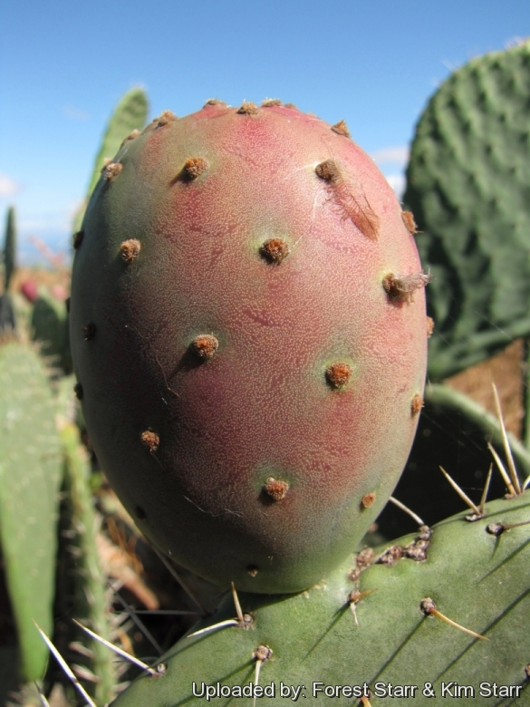 Fruit forming at Kula, Maui, Hawaii (USA). August 30, 2011.