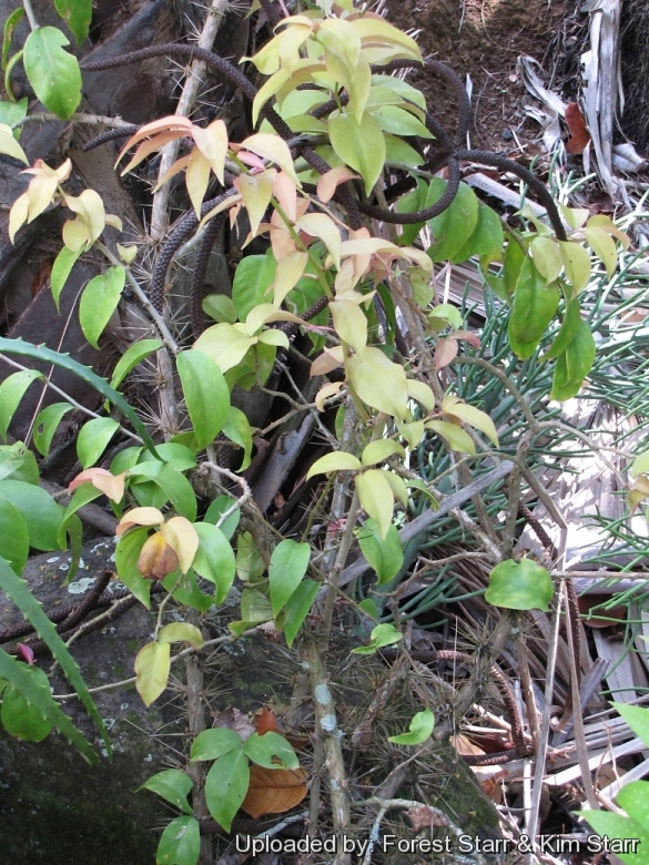 Habit at Iao Tropical Gardens of Maui, Maui, Hawaii (USA). May 22, 2012.