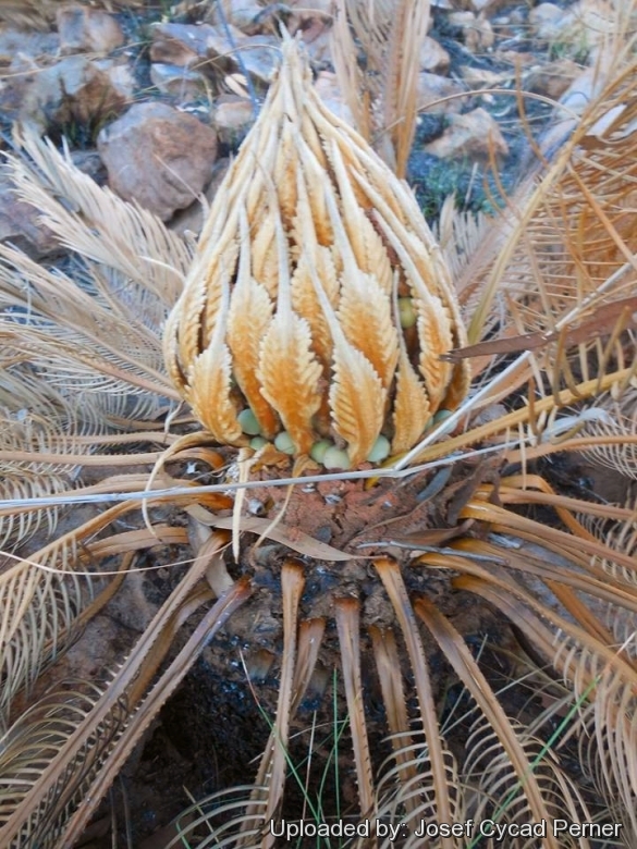 Female cone with developing seeds after seasonal bush fires have devastated the area.  East Kimberley Region.