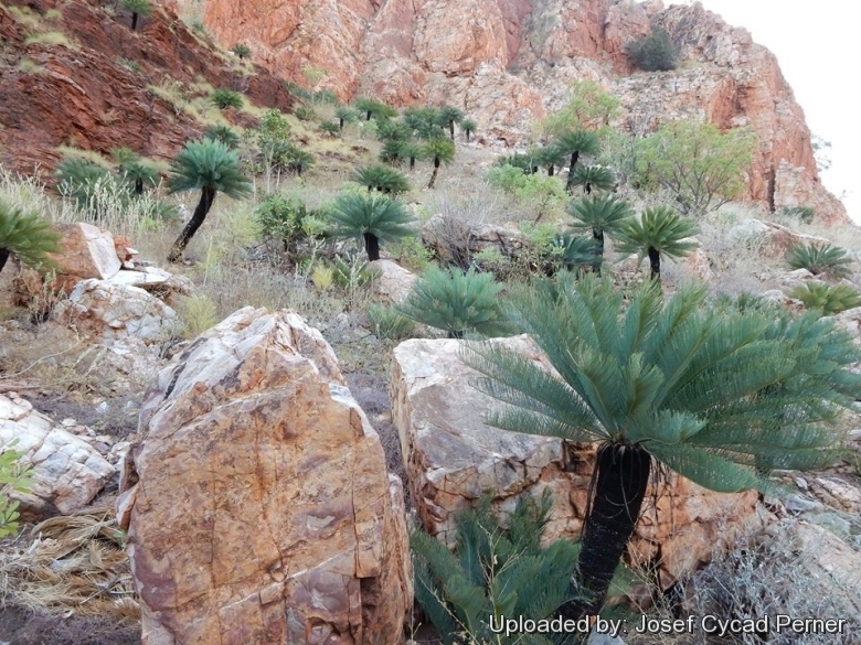 Habitat, East Kimberley Region of Western Australia.