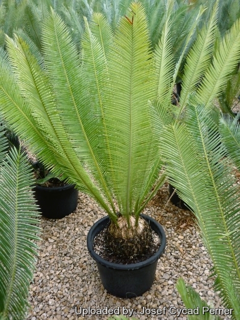 Photo by Cycad International. https://www.facebook.com/Cycads