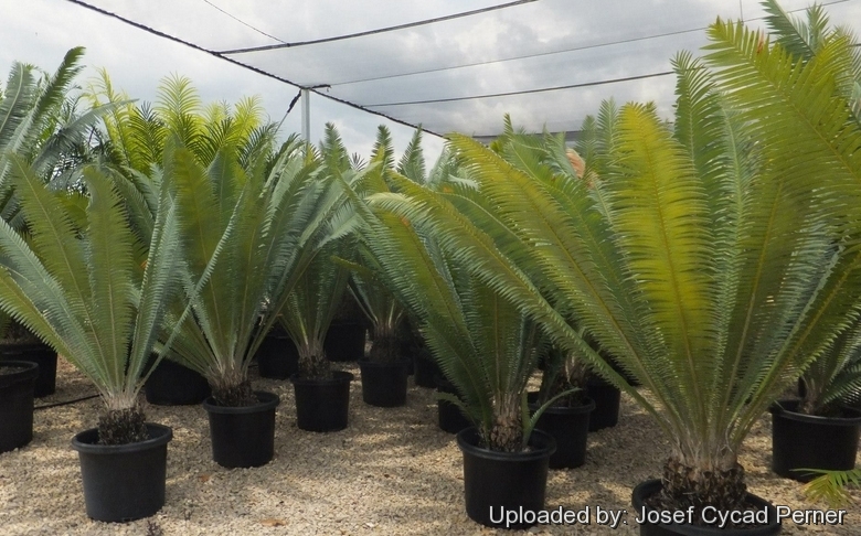 Habit at Cycad International,  Katherine, Northern Territory, Australia