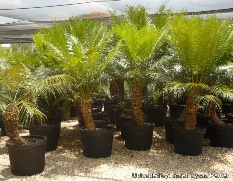 Potted specimens Cycad International,  Katherine, Northern Territory, Australia