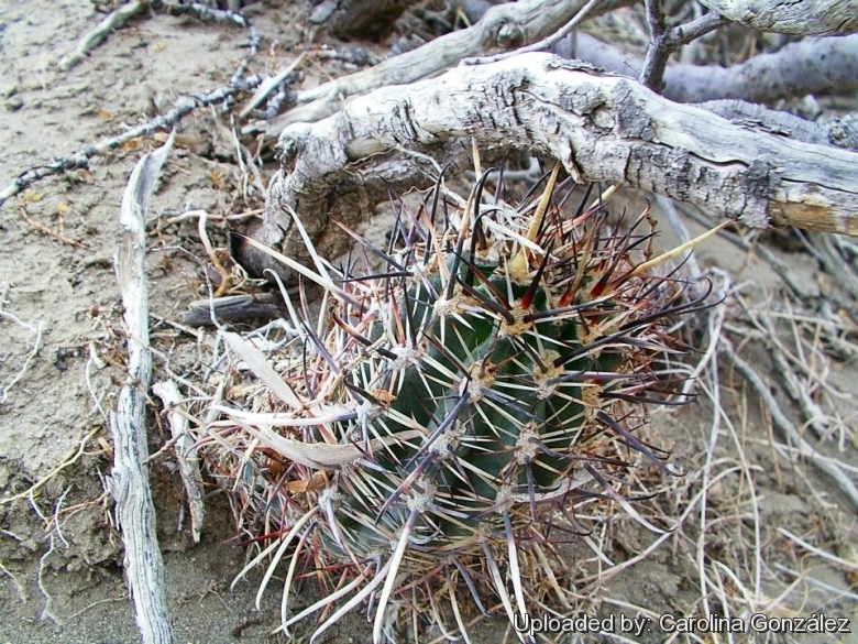 Habit at Bajada Del Agrio, Neuquen, Argentina.