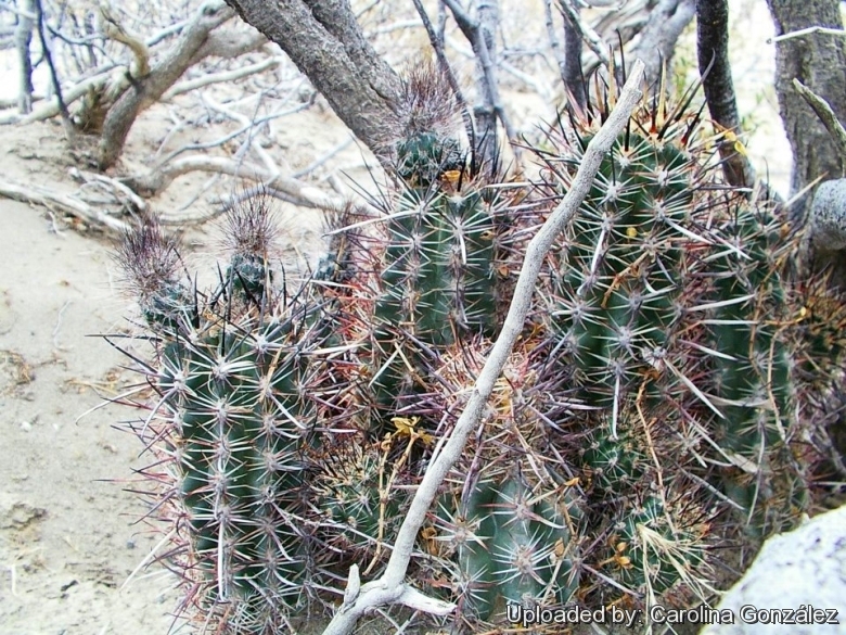 Habit at Bajada Del Agrio, Neuquen, Argentina.