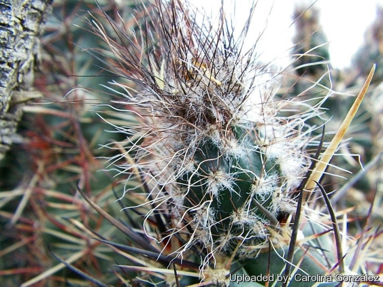 Fruit in habitat at Bajada Del Agrio, Neuquen, Argentina.