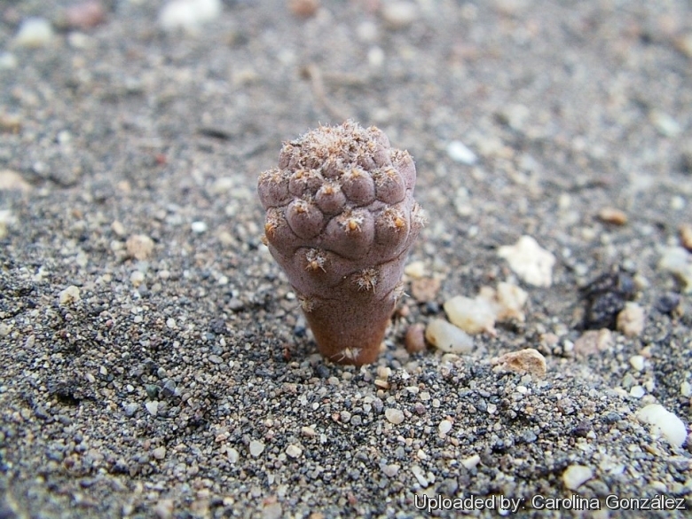 A young specimen raised from seed.