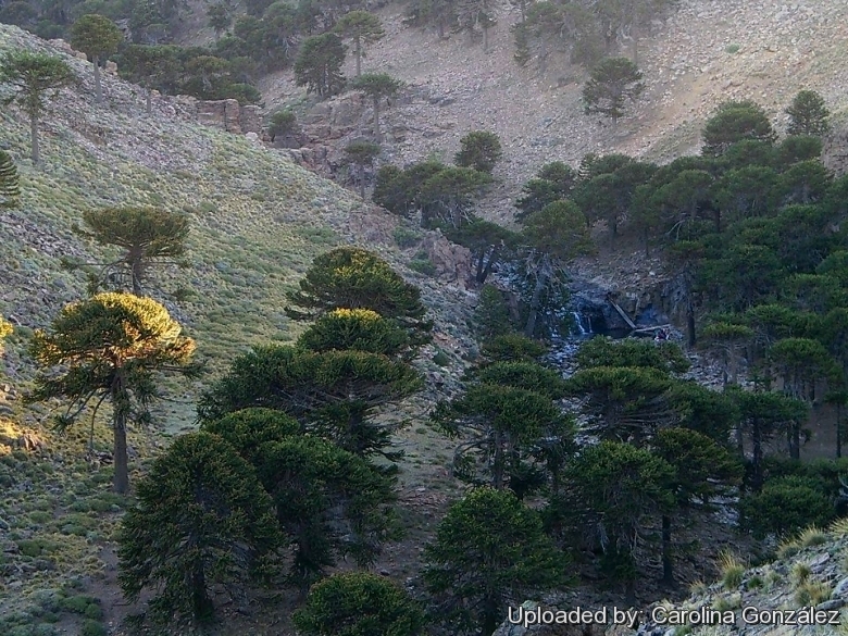 In habitat at Primeros Piños, Neuquen, Argentina