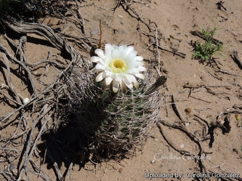 Flower in habitat.