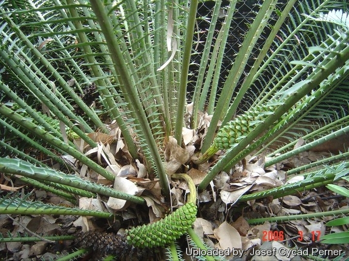 Male cones in Joe's Cycad Gardens.