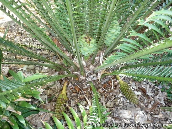 Female cones in Joe's Cycad Gardens.